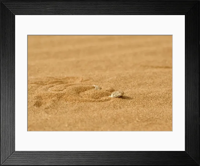 Framed Print : Peringuey's Adder - Shuffling down into the dune sand - Dunes - Namib Desert - Namibia - Africa Framed Print : Peringuey's Adder - Shuffling down into the dune sand - Dunes - Namib Desert - Namibia - Africa