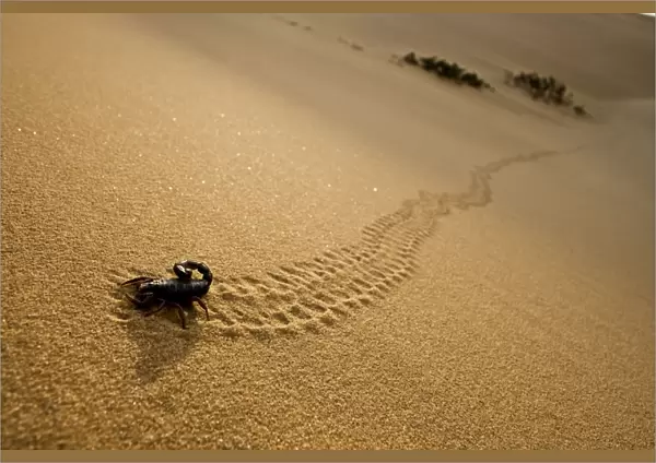 Parabuthus Scorpion - leaving tracks up a dune at sunset - Namib Desert - Namibia - Africa