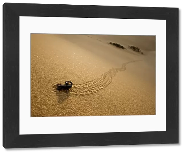 Parabuthus Scorpion - leaving tracks up a dune at sunset - Namib Desert - Namibia - Africa