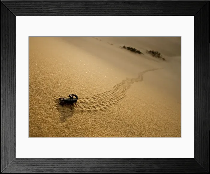 Framed Print : Parabuthus Scorpion - leaving tracks up a dune at sunset - Namib Desert - Namibia - Africa Framed Print : Parabuthus Scorpion - leaving tracks up a dune at sunset - Namib Desert - Namibia - Africa