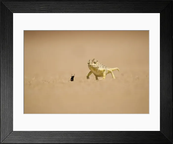 Framed Print : Namaqua Chameleon - Hunting a Dune Beetle on the Namib Plains - Namib Desert - Namibia - Africa Framed Print : Namaqua Chameleon - Hunting a Dune Beetle on the Namib Plains - Namib Desert - Namibia - Africa