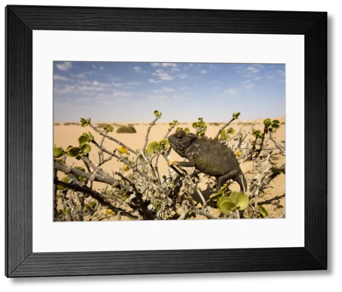 Framed Print : Namaqua Chameleon-Sitting in a Dollar Bush with the desert in the background-Dunes-Swakopmund-Namib Desert-Namibia-Africa Framed Print : Namaqua Chameleon-Sitting in a Dollar Bush with the desert in the background-Dunes-Swakopmund-Namib Desert-Namibia-Africa