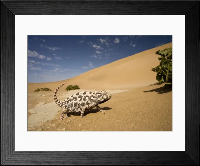 Framed Print : Namaqua Chameleon-Side profile during threat display-Pink Phase-With inflated body-Dunes-Swakopmund-Namib Desert-Namibia-Africa Framed Print : Namaqua Chameleon-Side profile during threat display-Pink Phase-With inflated body-Dunes-Swakopmund-Namib Desert-Namibia-Africa