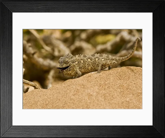 Framed Print : Namaqua Chameleon - Young chameleon with dune beetle in its mouth - Namib Desert - Namibia - Africa Framed Print : Namaqua Chameleon - Young chameleon with dune beetle in its mouth - Namib Desert - Namibia - Africa