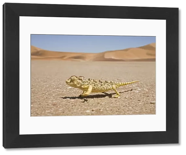 Namaqua Chameleon - Running over the gravel plains with dunes in the background - Namib Desert - Namibia - Africa