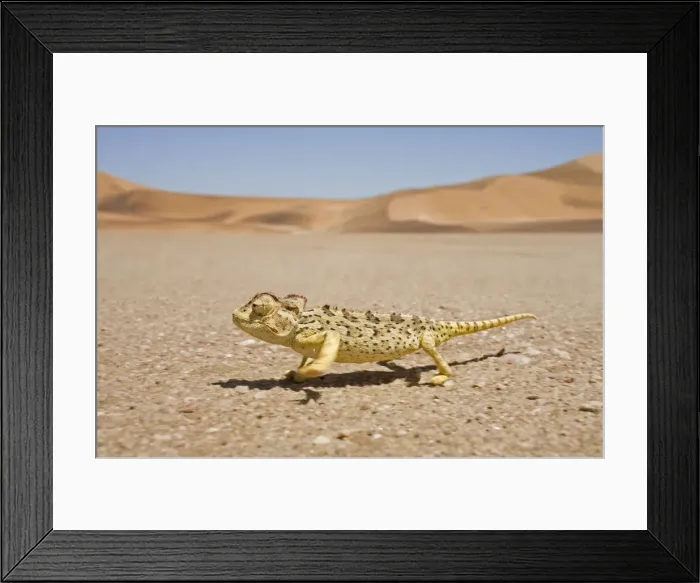 Framed Print : Namaqua Chameleon - Running over the gravel plains with dunes in the background - Namib Desert - Namibia - Africa Framed Print : Namaqua Chameleon - Running over the gravel plains with dunes in the background - Namib Desert - Namibia - Africa
