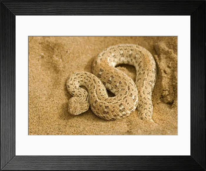 Framed Print : Peringuey's Adder - Coiled protectively on dune sand - Dunes - Namib Desert - Namibia - Africa Framed Print : Peringuey's Adder - Coiled protectively on dune sand - Dunes - Namib Desert - Namibia - Africa