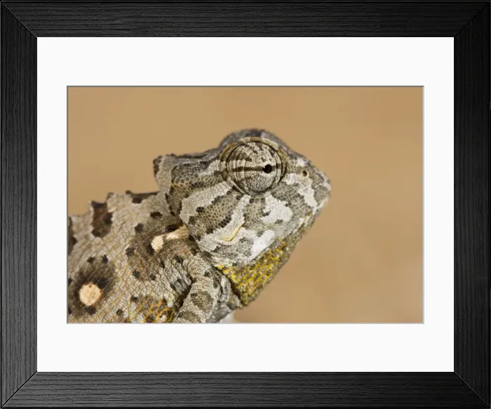 Framed Print : Namaqua Chameleon-Side portrait- Namib Desert-Namibia-Africa Framed Print : Namaqua Chameleon-Side portrait- Namib Desert-Namibia-Africa