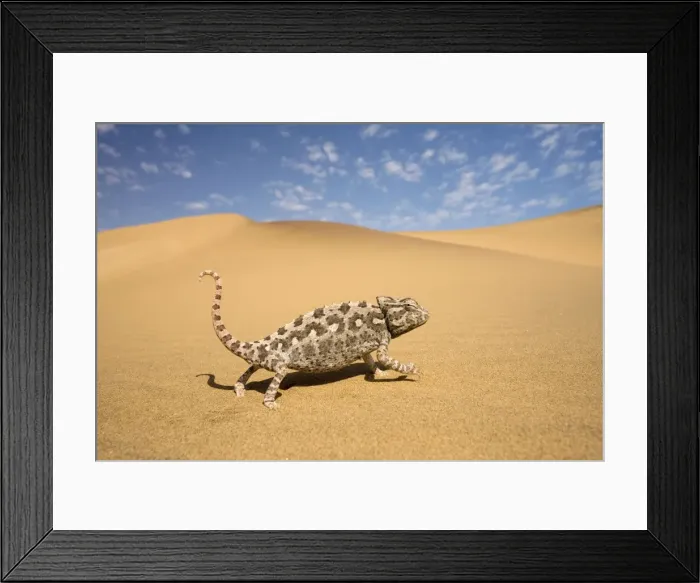 Framed Print : Namaqua Chameleon-Striding over yellow dunes-blue sky with clouds in the background-Dunes-Swakopmund-Namib Desert-Namibia-Africa Framed Print : Namaqua Chameleon-Striding over yellow dunes-blue sky with clouds in the background-Dunes-Swakopmund-Namib Desert-Namibia-Africa