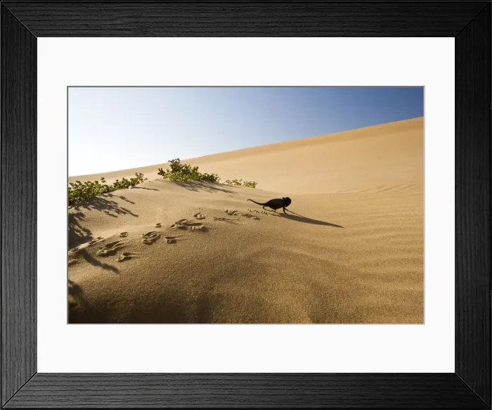 Framed Print : Namaqua Chameleon - Young chameleon walking over dune sand leaving clearly visible tracks - Namib Desert - Namibia - Africa Framed Print : Namaqua Chameleon - Young chameleon walking over dune sand leaving clearly visible tracks - Namib Desert - Namibia - Africa