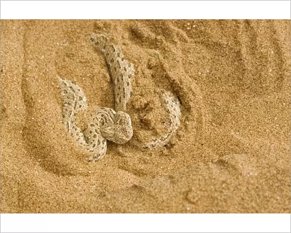 Peringuey's Adder - Partially covered with dune sand - Dunes - Namib Desert - Namibia - Africa