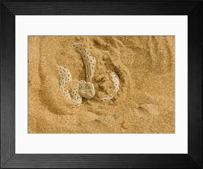 Framed Print : Peringuey's Adder - Partially covered with dune sand - Dunes - Namib Desert - Namibia - Africa Framed Print : Peringuey's Adder - Partially covered with dune sand - Dunes - Namib Desert - Namibia - Africa