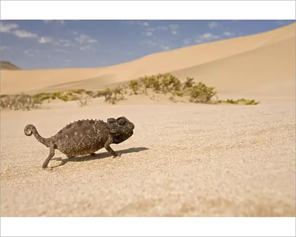 Namaqua Chameleon-Sriding accross white desert sand in its black form Dunes-Swakopmund-Namib Desert-Namibia-Africa