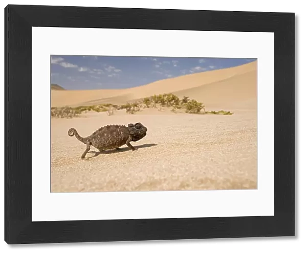 Namaqua Chameleon-Sriding accross white desert sand in its black form Dunes-Swakopmund-Namib Desert-Namibia-Africa