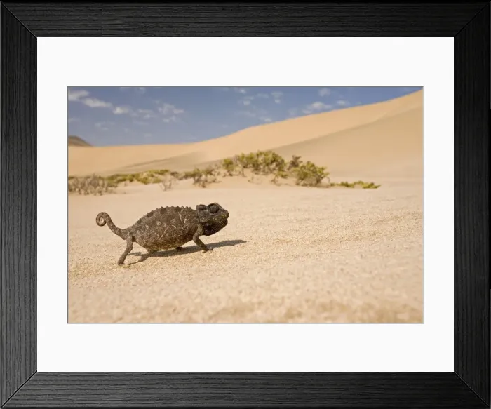 Framed Print : Namaqua Chameleon-Sriding accross white desert sand in its black form Dunes-Swakopmund-Namib Desert-Namibia-Africa Framed Print : Namaqua Chameleon-Sriding accross white desert sand in its black form Dunes-Swakopmund-Namib Desert-Namibia-Africa
