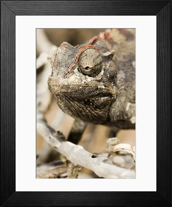 Framed Print : Namaqua Chameleon-Portrait showing salt secretion Namib Desert-Namibia-Africa Framed Print : Namaqua Chameleon-Portrait showing salt secretion Namib Desert-Namibia-Africa