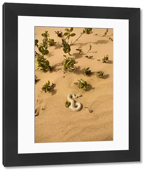 Peringuey's Adder - Sunning its self on dune sand near a dollar bush - Dunes - Namib Desert - Namibia - Africa
