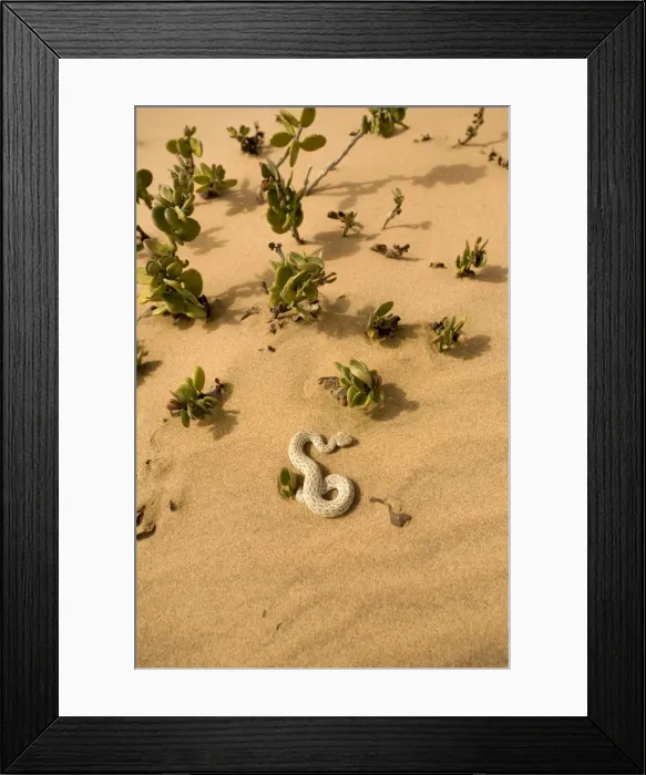 Framed Print : Peringuey's Adder - Sunning its self on dune sand near a dollar bush - Dunes - Namib Desert - Namibia - Africa