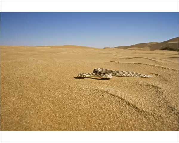 Horned Adder - Wide Angle shot depicting the adder in its desert environment - Full body - Dunes - Namib Desert - Namibia - Africa