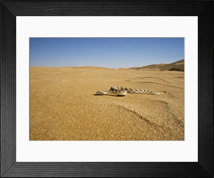 Framed Print : Horned Adder - Wide Angle shot depicting the adder in its desert environment - Full body - Dunes - Namib Desert - Namibia - Africa Framed Print : Horned Adder - Wide Angle shot depicting the adder in its desert environment - Full body - Dunes - Namib Desert - Namibia - Africa