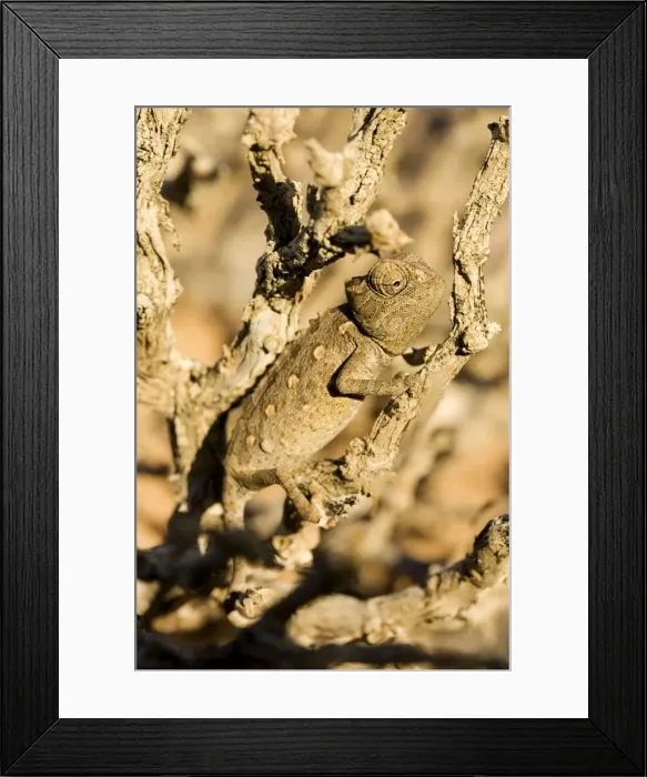 Framed Print : Namaqua Chameleon-Baby waiting for prey- Namib Desert-Namibia-Africa Framed Print : Namaqua Chameleon-Baby waiting for prey- Namib Desert-Namibia-Africa