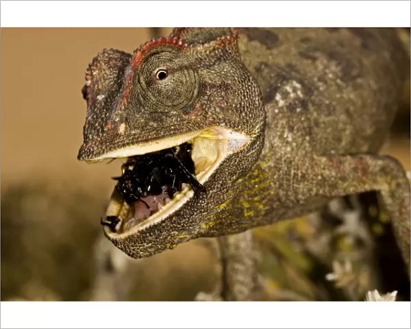 Namaqua Chameleon - Close up - chewing a beetle - Namib Desert - Namibia - Africa