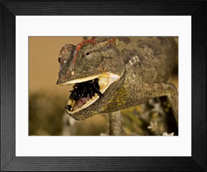 Framed Print : Namaqua Chameleon - Close up - chewing a beetle - Namib Desert - Namibia - Africa Framed Print : Namaqua Chameleon - Close up - chewing a beetle - Namib Desert - Namibia - Africa
