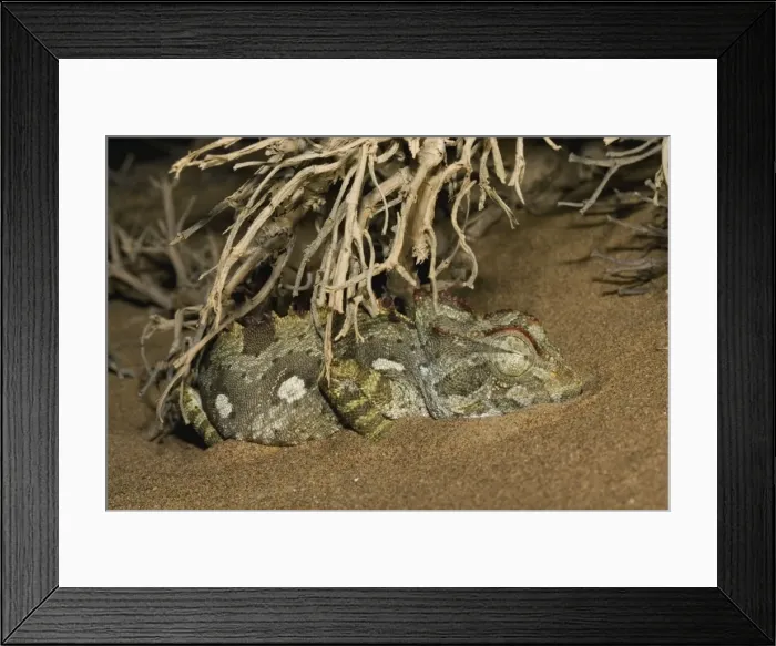 Framed Print : Namaqua Chameleon-Sleeping under a bush-Taken at night Dunes near Swakopmund-Namib Desert-Namibia-Africa Framed Print : Namaqua Chameleon-Sleeping under a bush-Taken at night Dunes near Swakopmund-Namib Desert-Namibia-Africa
