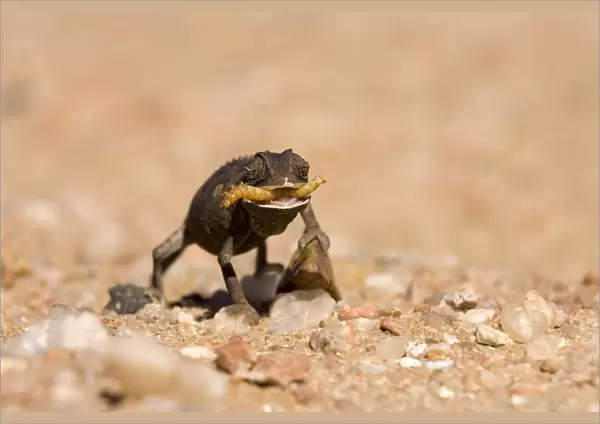 Namaqua Chameleon-Baby with tongue extended catching a grub -black phase - Sequence 3 of 3 - Namib Desert-Namibia-Africa