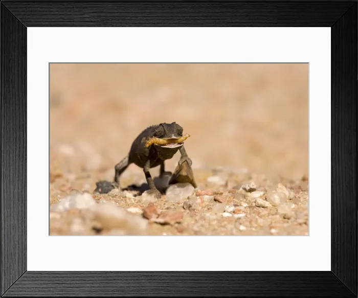 Framed Print : Namaqua Chameleon-Baby with tongue extended catching a grub -black phase - Sequence 3 of 3 - Namib Desert-Namibia-Africa Framed Print : Namaqua Chameleon-Baby with tongue extended catching a grub -black phase - Sequence 3 of 3 - Namib Desert-Namibia-Africa