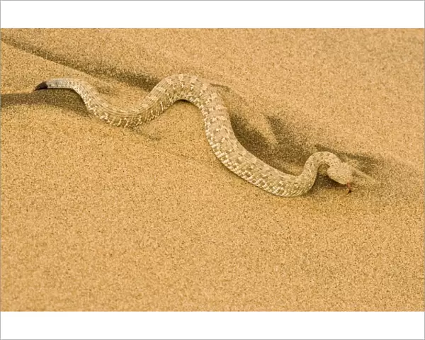 Peringuey's Adder - Full body shot in black and yellow dune sand - Namib Desert - Namibia - Africa