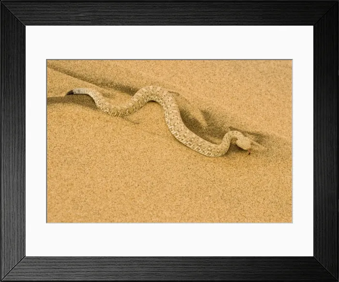 Framed Print : Peringuey's Adder - Full body shot in black and yellow dune sand - Namib Desert - Namibia - Africa Framed Print : Peringuey's Adder - Full body shot in black and yellow dune sand - Namib Desert - Namibia - Africa