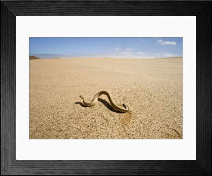 Framed Print : Peringuey's Adder - Wide angle view - sidewinding accros the desert sand - with the dunes in the background - Namib Desert - Namibia - Africa Framed Print : Peringuey's Adder - Wide angle view - sidewinding accros the desert sand - with the dunes in the background - Namib Desert - Namibia - Africa