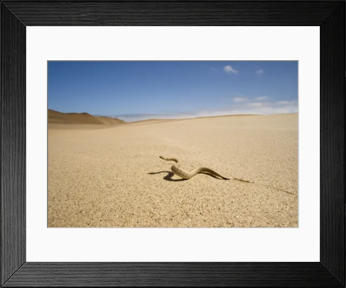 Framed Print : Peringuey's Adder - Wide angle view - sidewinding accros the desert sand - with the dunes in the background - Namib Desert - Namibia - Africa Framed Print : Peringuey's Adder - Wide angle view - sidewinding accros the desert sand - with the dunes in the background - Namib Desert - Namibia - Africa