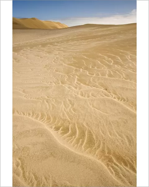 Peringuey's Adder - Sidewinding across patterned white and yellow dune sand - Namib Desert - Namibia - Africa