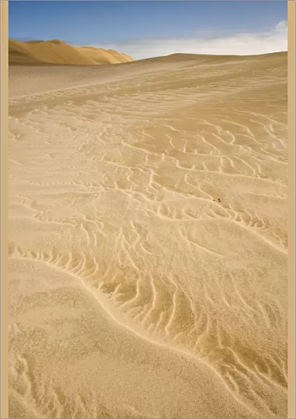 Peringuey's Adder - Sidewinding across patterned white and yellow dune sand - Namib Desert - Namibia - Africa