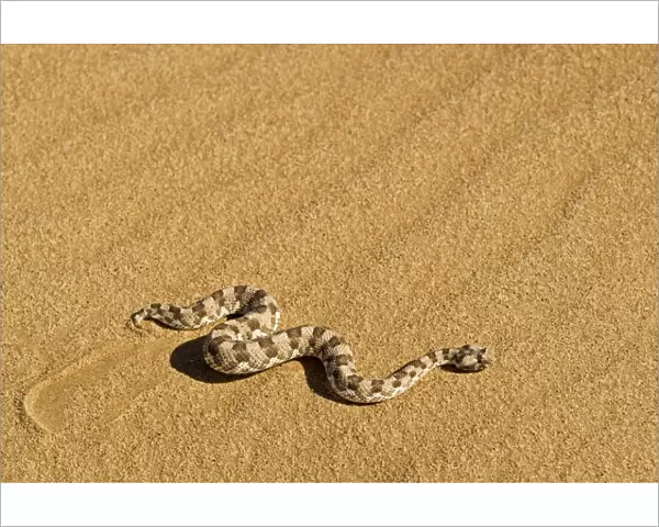Horned Adder - Moving across the desert sands - adopting a side winding motion - Dunes - Namib Desert - Namibia - Africa