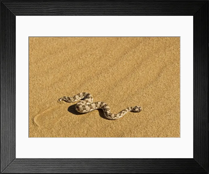 Framed Print : Horned Adder - Moving across the desert sands - adopting a side winding motion - Dunes - Namib Desert - Namibia - Africa Framed Print : Horned Adder - Moving across the desert sands - adopting a side winding motion - Dunes - Namib Desert - Namibia - Africa