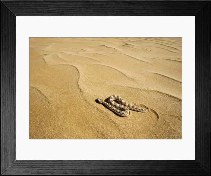 Framed Print : Horned Adder - Moving across the desert sands - adopting a side winding motion - Dunes - Namib Desert - Namibia - Africa Framed Print : Horned Adder - Moving across the desert sands - adopting a side winding motion - Dunes - Namib Desert - Namibia - Africa