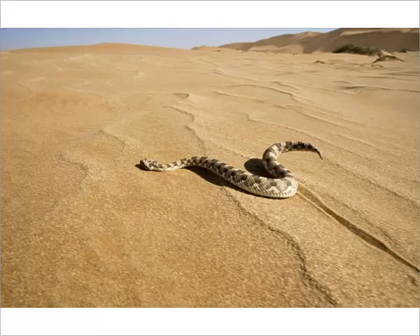 Horned Adder - Wide Angle shot depicting the adder in its desert environment - In motion - Dunes - Namib Desert - Namibia - Africa