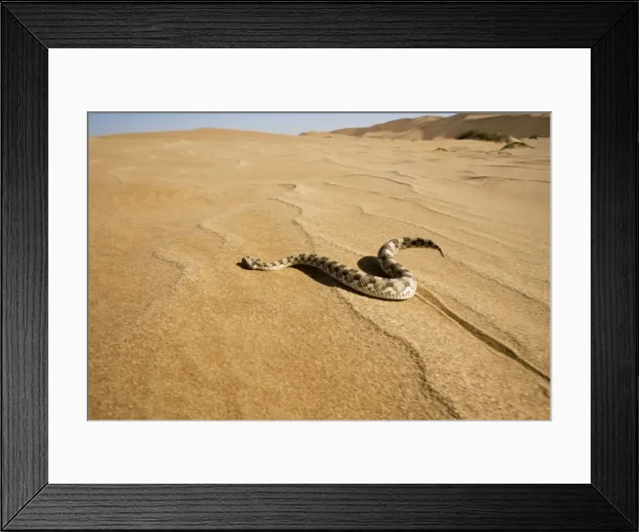 Framed Print : Horned Adder - Wide Angle shot depicting the adder in its desert environment - In motion - Dunes - Namib Desert - Namibia - Africa Framed Print : Horned Adder - Wide Angle shot depicting the adder in its desert environment - In motion - Dunes - Namib Desert - Namibia - Africa