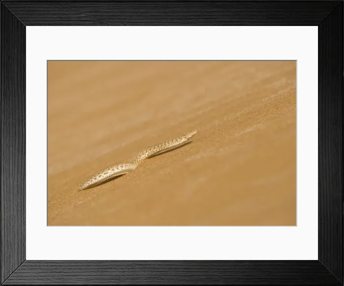 Framed Print : Peringuey's Adder - Making its way up a slip face of a dune - Namib Desert - Namibia - Africa Framed Print : Peringuey's Adder - Making its way up a slip face of a dune - Namib Desert - Namibia - Africa