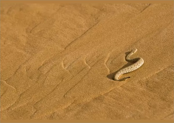 Peringuey's Adder - Making its way up the cascading sands of a dune slip face - Namib Desert - Namibia - Africa