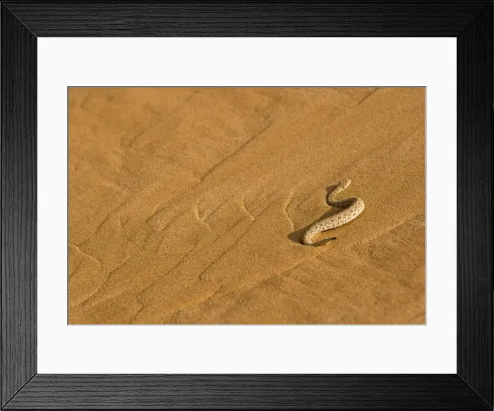 Framed Print : Peringuey's Adder - Making its way up the cascading sands of a dune slip face - Namib Desert - Namibia - Africa Framed Print : Peringuey's Adder - Making its way up the cascading sands of a dune slip face - Namib Desert - Namibia - Africa