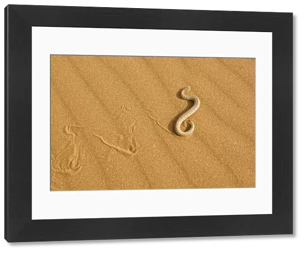 Peringuey's Adder - Side winding across dune sand in the evening - leaving a distinct track - Namib Desert - Namibia - Africa