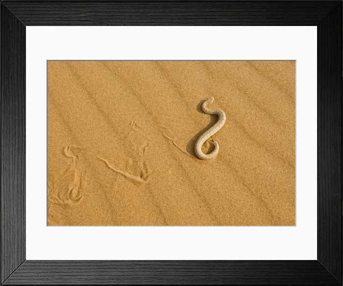 Framed Print : Peringuey's Adder - Side winding across dune sand in the evening - leaving a distinct track - Namib Desert - Namibia - Africa Framed Print : Peringuey's Adder - Side winding across dune sand in the evening - leaving a distinct track - Namib Desert - Namibia - Africa