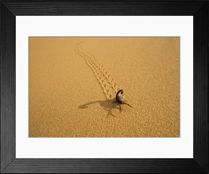 Framed Print : Parabuthus Scorpion - leaving tracks up a dune at sunset - Namib Desert -Namibia - Africa Framed Print : Parabuthus Scorpion - leaving tracks up a dune at sunset - Namib Desert -Namibia - Africa