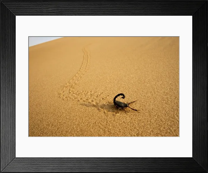 Framed Print : Parabuthus Scorpion - leaving tracks up a dune at sunset - Namib Desert -Namibia - Africa Framed Print : Parabuthus Scorpion - leaving tracks up a dune at sunset - Namib Desert -Namibia - Africa