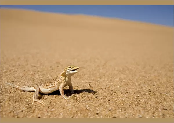 Shovel Snouted Lizard - Shown in its natural habitat of the dunes - Namib Desert - Namibia - Africa