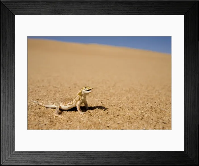 Framed Print : Shovel Snouted Lizard - Shown in its natural habitat of the dunes - Namib Desert - Namibia - Africa Framed Print : Shovel Snouted Lizard - Shown in its natural habitat of the dunes - Namib Desert - Namibia - Africa